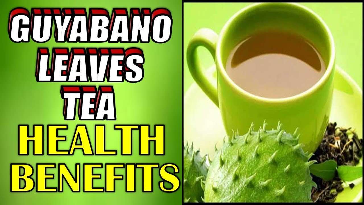 6 Incredible Health Benefits of Drinking GUYABANO LEAVES ...
