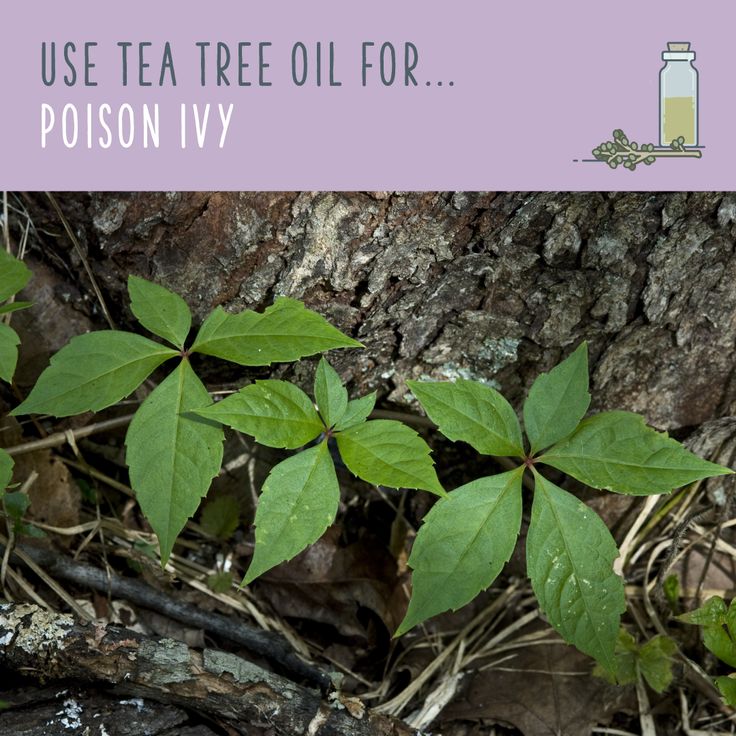 78 best images about Tea Tree Oil Uses on Pinterest