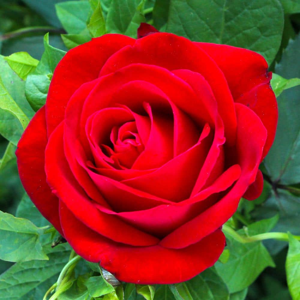 All Time Favorites Red Olympiad Hybrid Tea Rose Plant (2