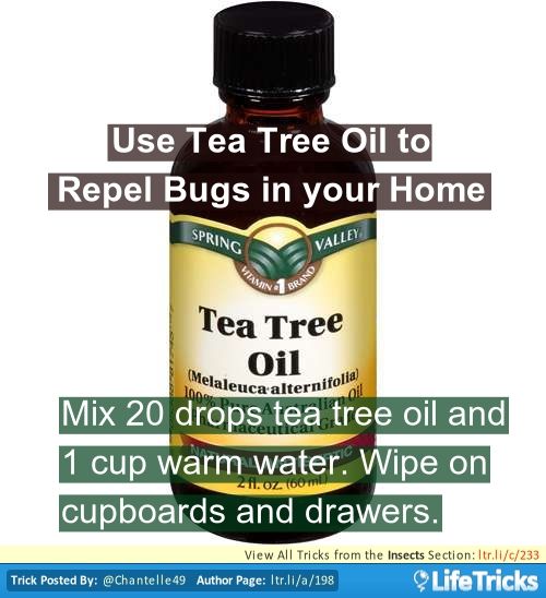 Bed Bugs Tea Tree Oil