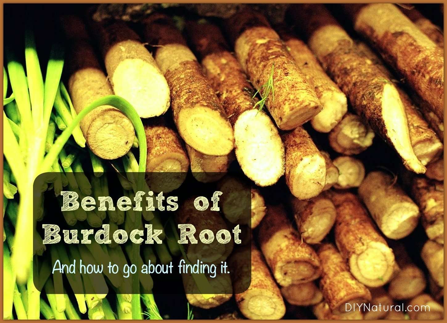 Burdock Root Benefits: What It
