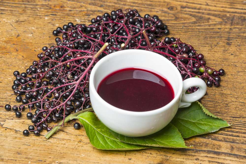 Buy Elderberry Tea: Benefits, Preparation, Side Effects
