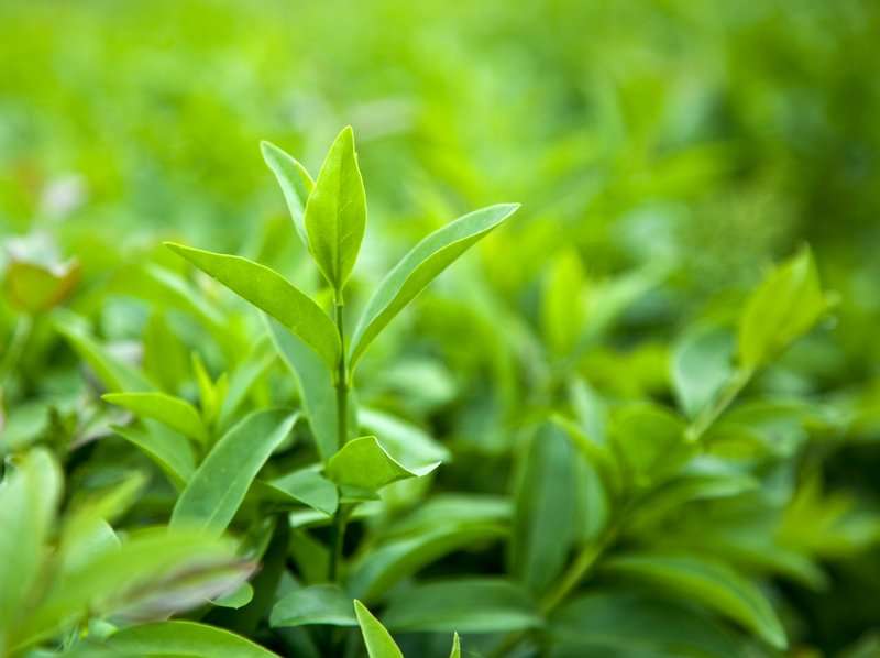 Buy Green Tea: Benefits, How to Make, Side Effects ...