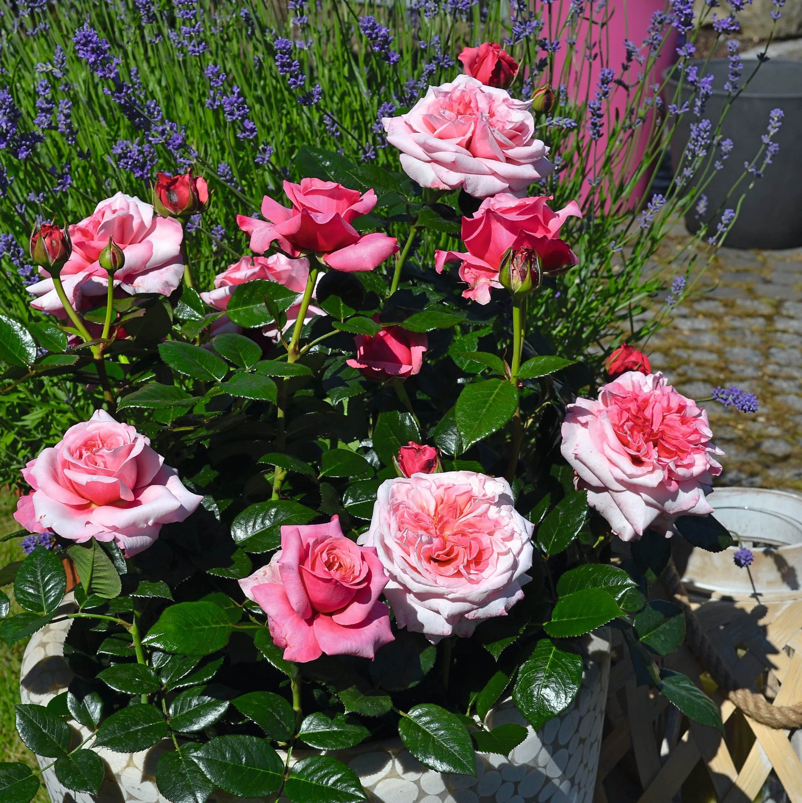 Buy rose Timeless Pink (hybrid tea) Rosa Timeless Pink (