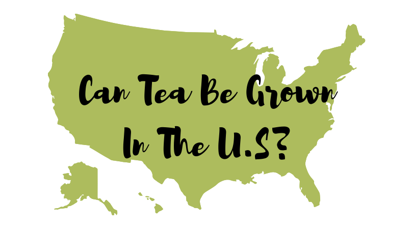 Can Tea Be Grown In the U.S.?