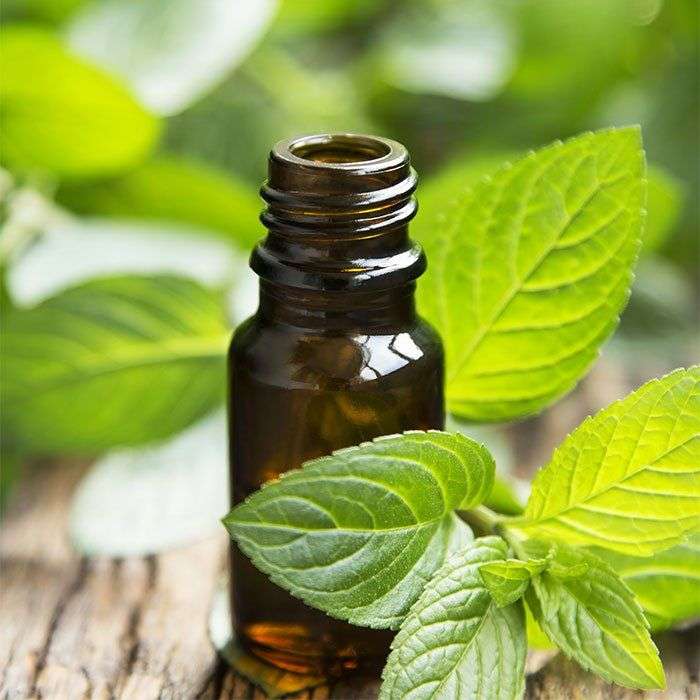 Does Peppermint Oil for Headaches Really Work ...