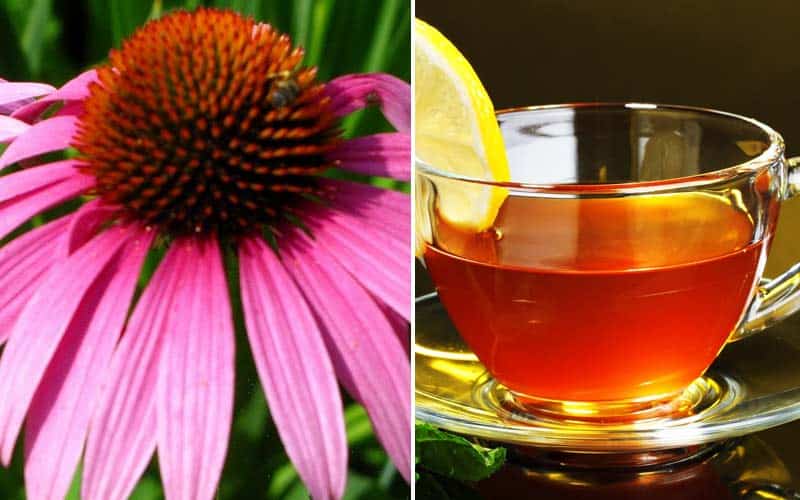 Echinacea Tea: Everything You Need To Know