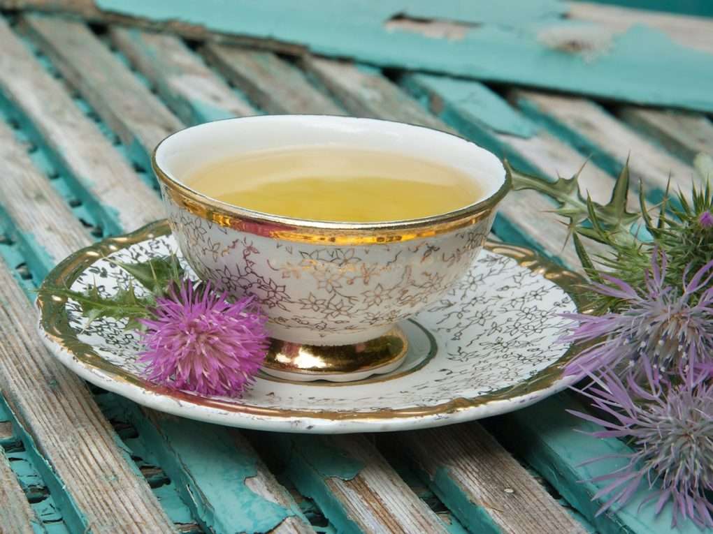 Effective Milk Thistle Tea that gives more health benefits ...