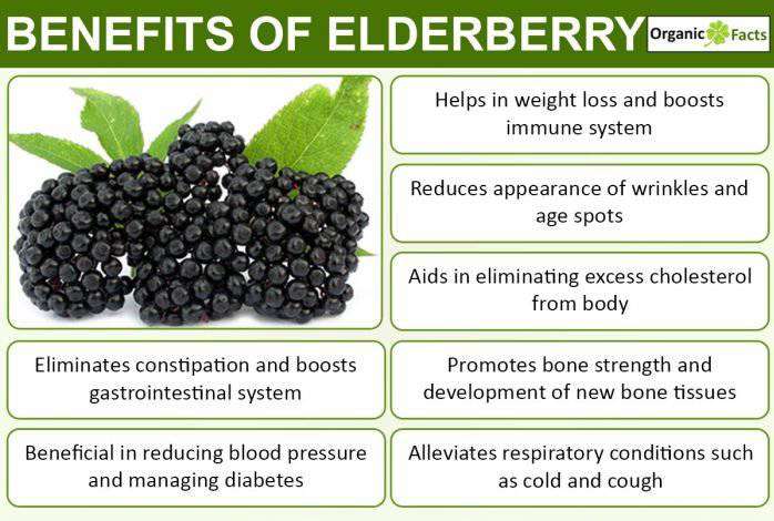 Elderberry Health Benefits: A Cup of Elderberry Syrup Is ...