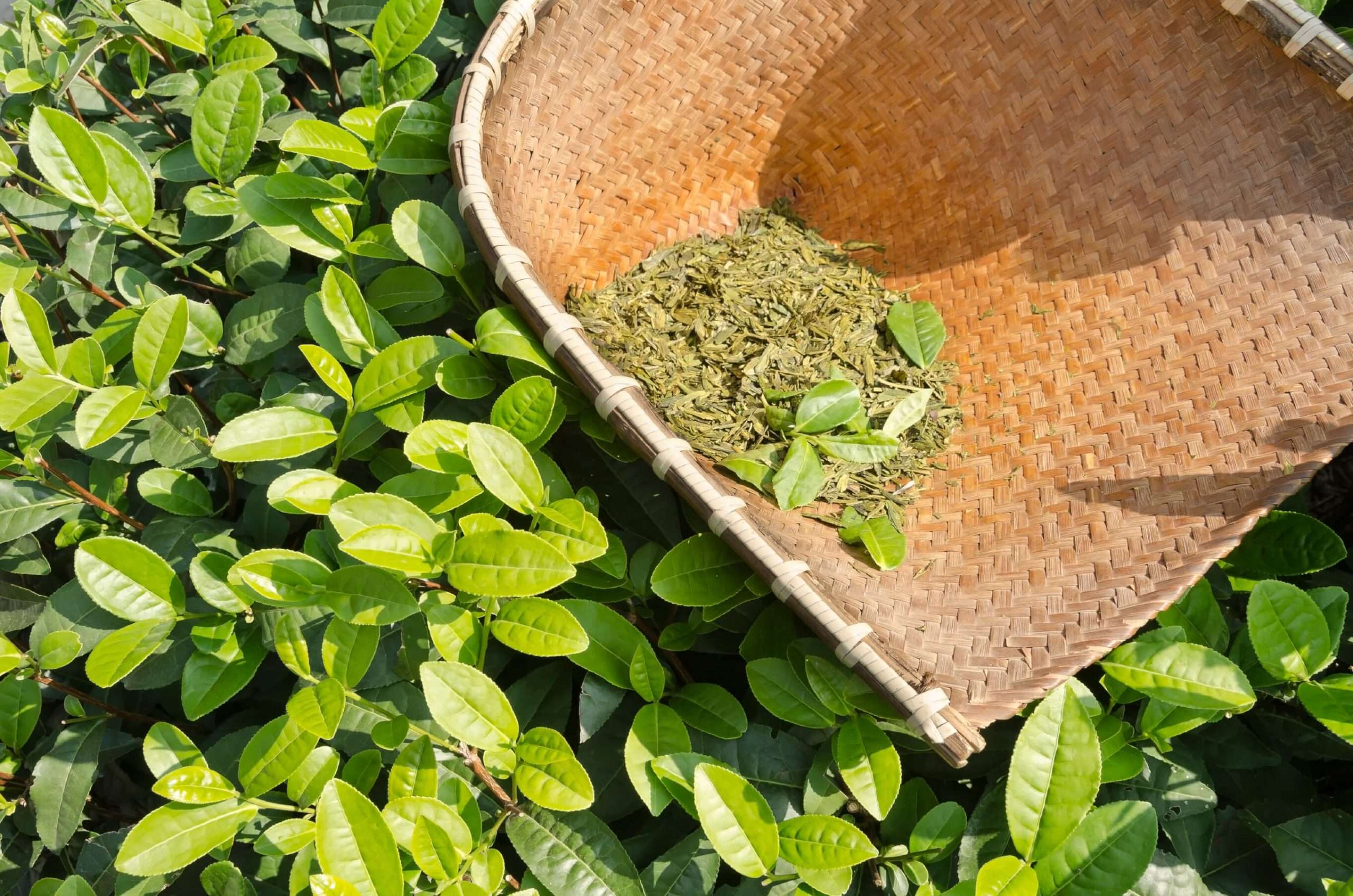 Get to Know Green Tea