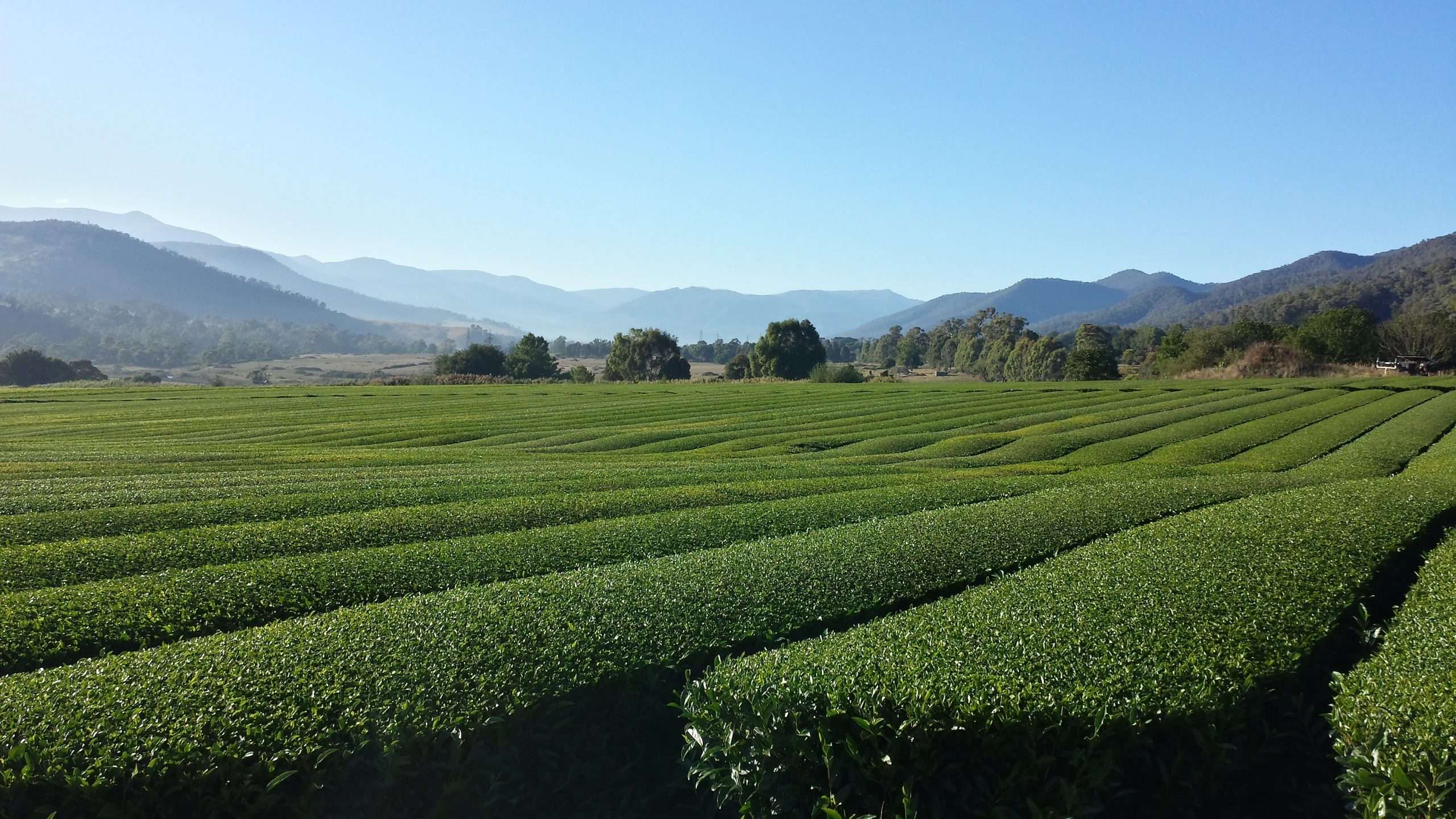Growing Green Tea in Victoria, Australia