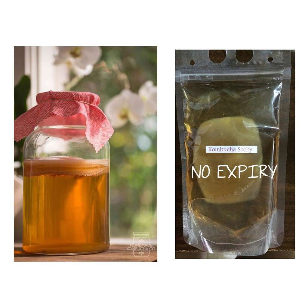 kombucha scoby fermented tea drink organic