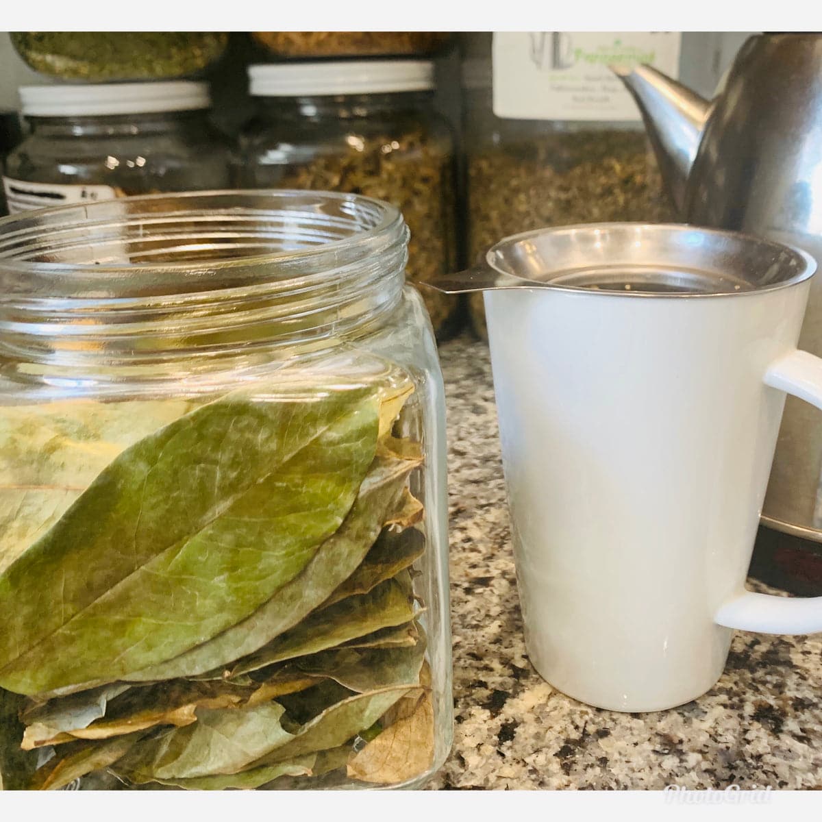 Soursop Leaves for Tea (Graviola)  Relax Be Healthy