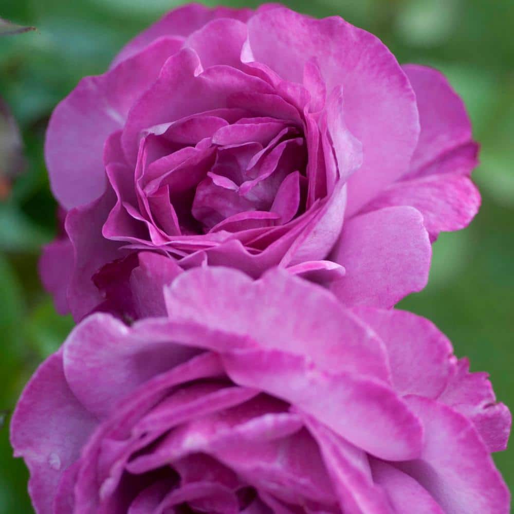 Spring Hill Nurseries Heirloom Hybrid Tea Rose, Live Bareroot Plant ...