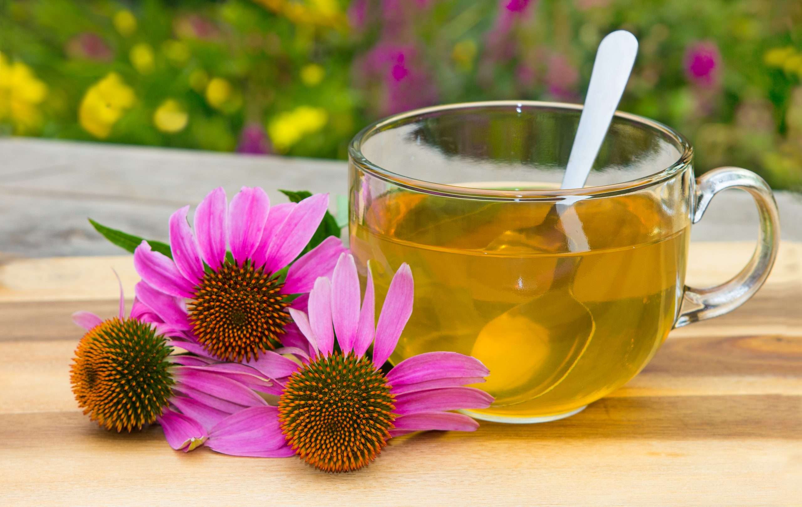 The Best Echinacea to Buy on Amazon  SheKnows
