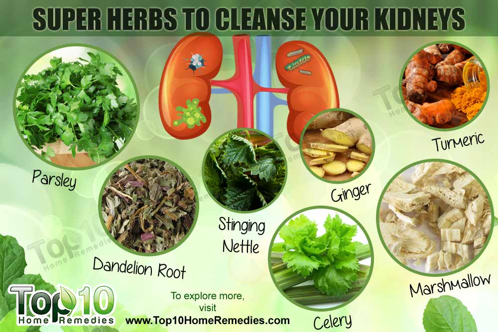 Top 10 Super Herbs to Cleanse Your Kidneys