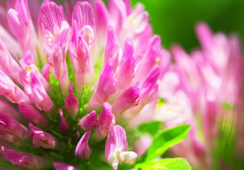 What is Red Clover Tea good for?