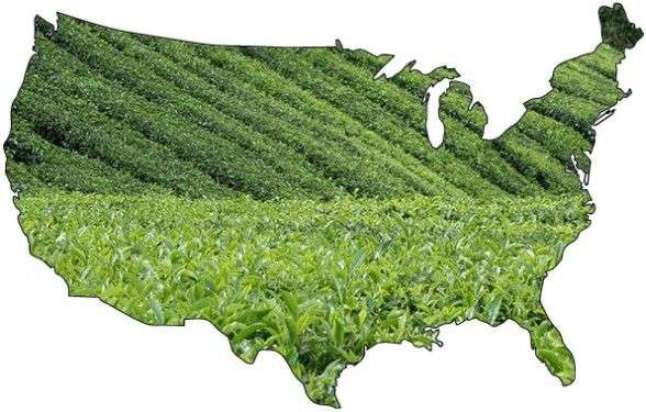 Where Tea is Grown in the United States and Canada  Kill ...
